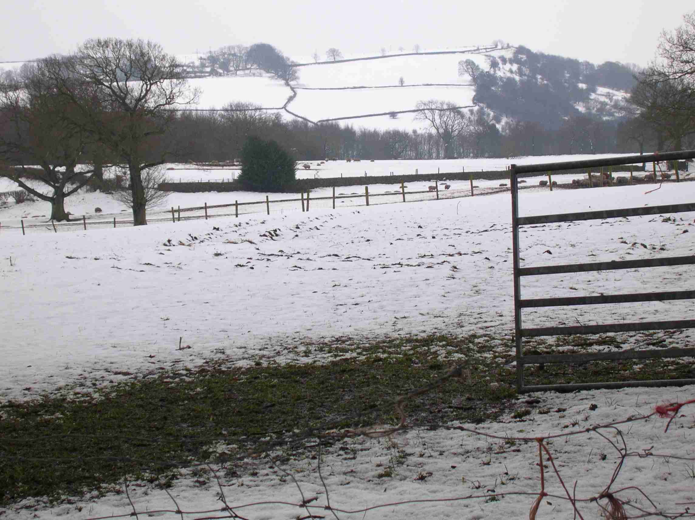 Looking from bottom of TOTLEY HALL LANE across TOTLEY HALL FARM fields