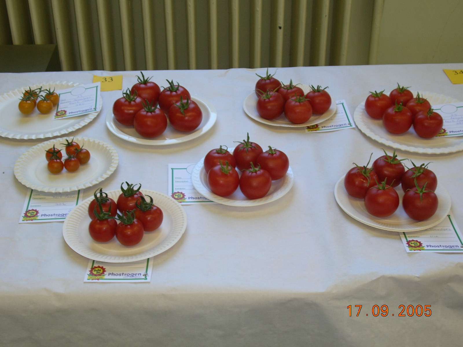 tomatoes