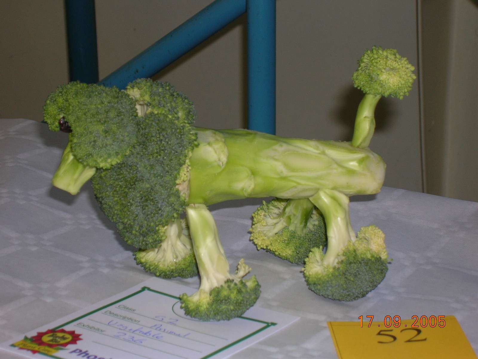 broccoil dog